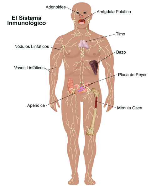 DIOGENES BOLIVAR MOSQUERA Sistema inmunologico TRANSFER FACTOR PLUS TRIFACTOR